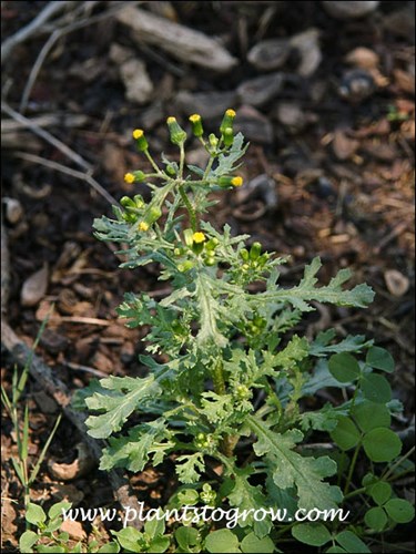 Common Groundsel (Senecio vulgaris)